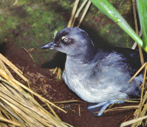 ��������� �����